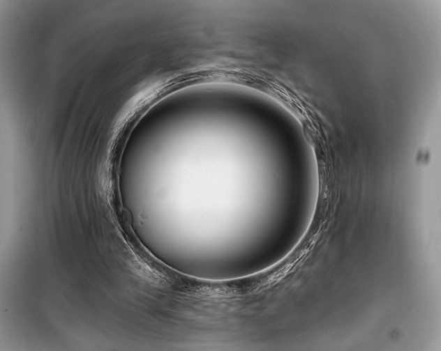 X0000099560245200805161459