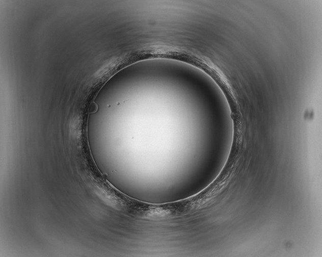 X0000099560257200805161500