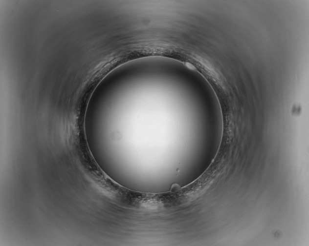 X0000099560258200805161500