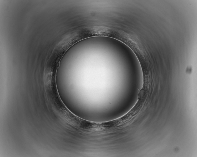 X0000099560263200805161500