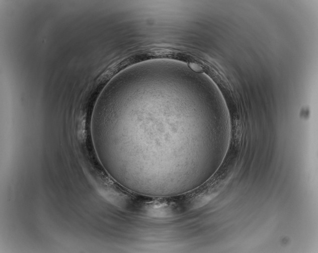 X0000099560267200805161500