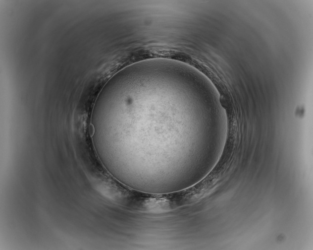 X0000099560271200805161500