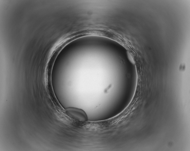 X0000099560294200805161459