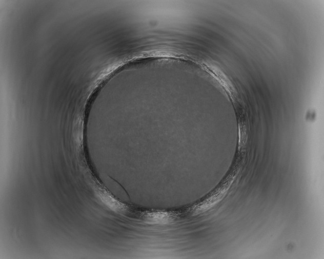 X0000099560301200805161459