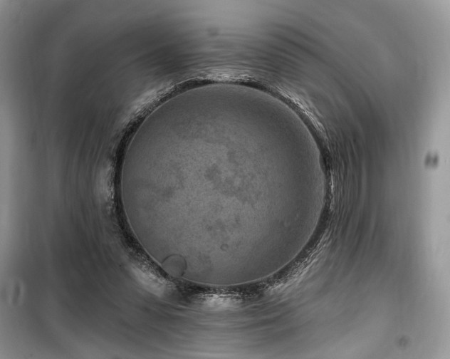 X0000099560303200805161459