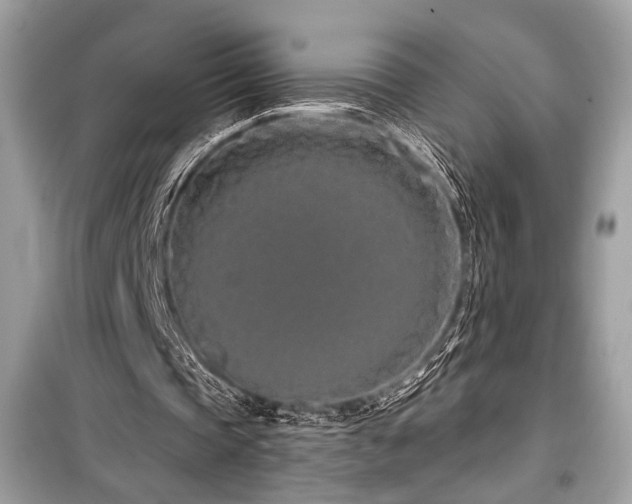 X0000099560337200805161458