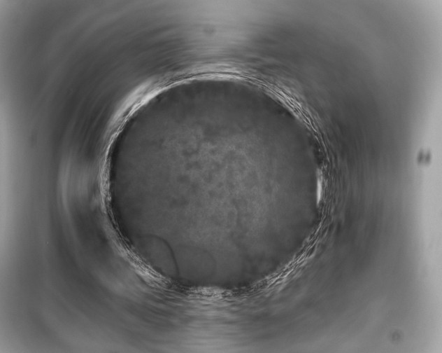 X0000099560339200805161458