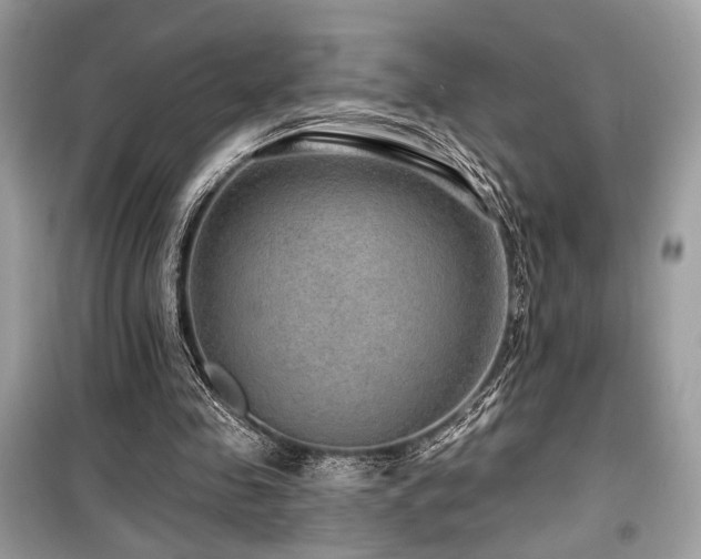 X0000099560341200805161458