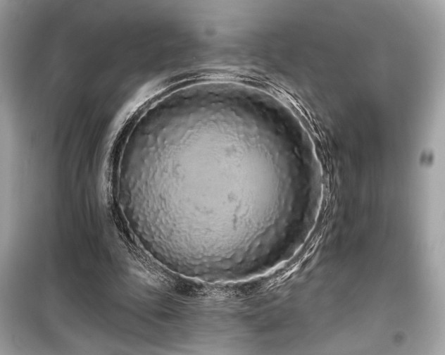 X0000099560343200805161458