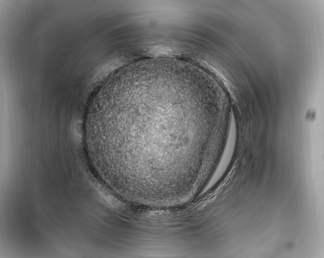 X0000099560353200805161458