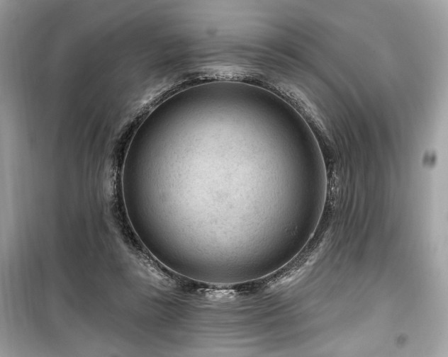 X0000099560355200805161458