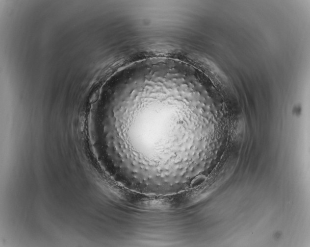 X0000099560365200805161458