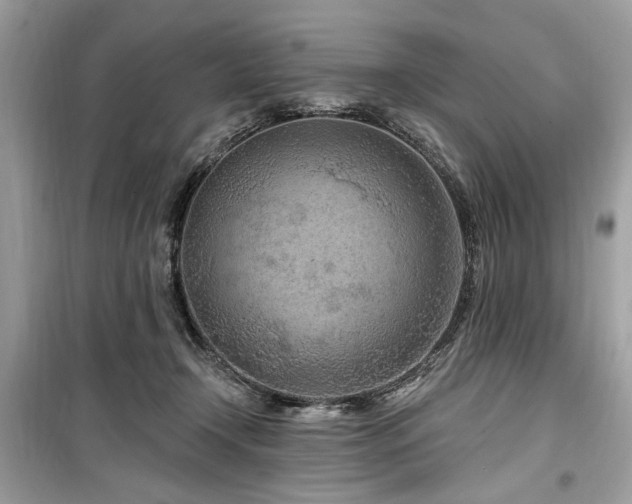 X0000099560366200805161458