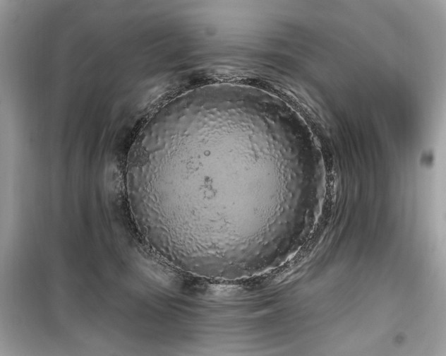 X0000099560371200805161458