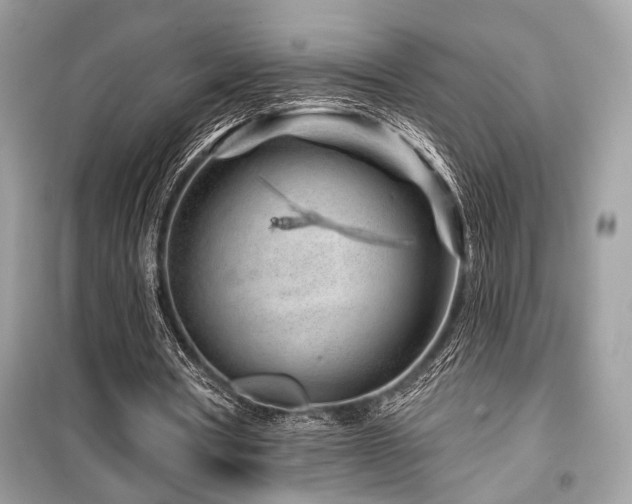 X0000099560386200805161458