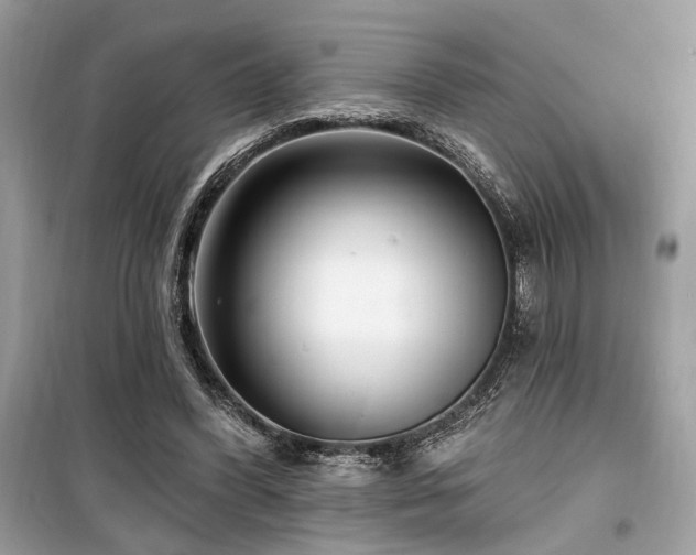 X0000099560396200805161458