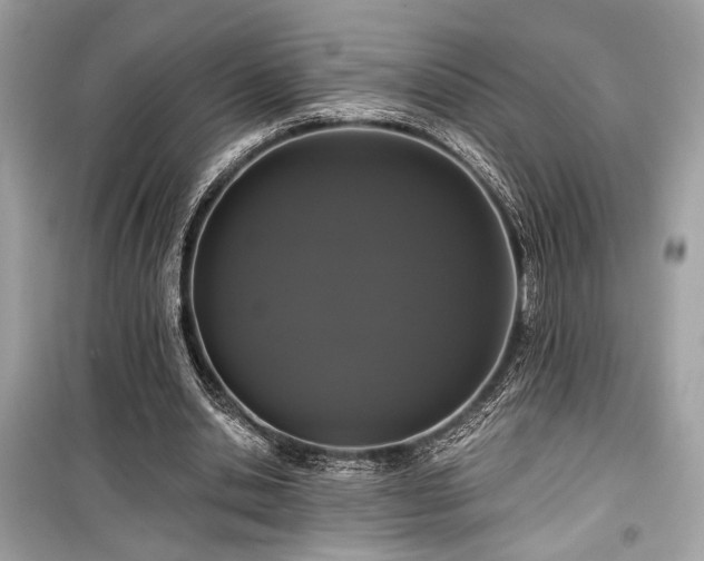 X0000099560438200805161456