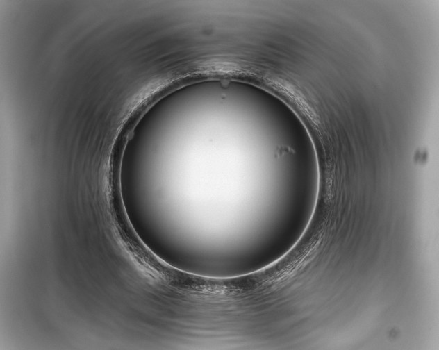 X0000099560439200805161456