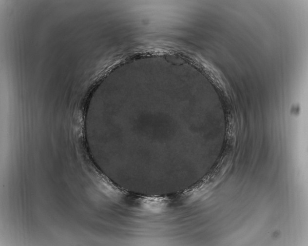 X0000099560465200805161457