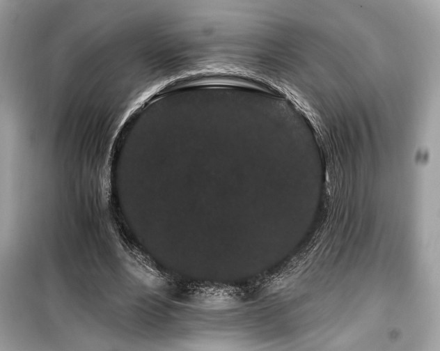 X0000099560488200805161456