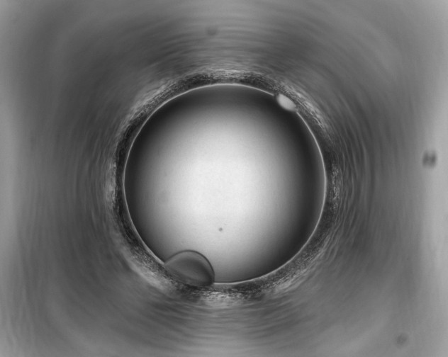 X0000099560494200805161456