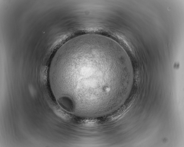 X0000099560495200805161456