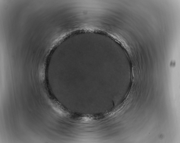 X0000099560496200805161456