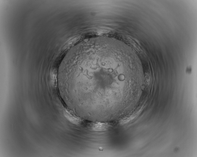 X0000099560527200805161456