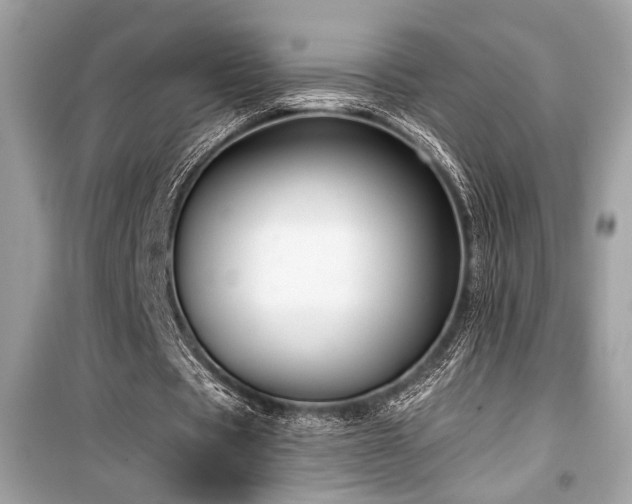 X0000099560529200805161455