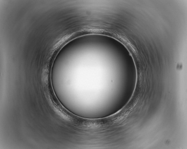 X0000099560533200805161455