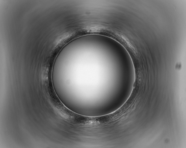 X0000099560543200805161455