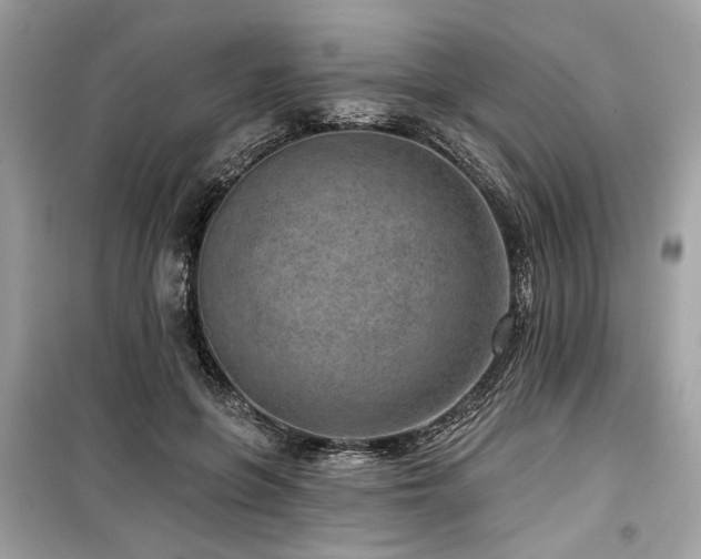 X0000099560551200805161455