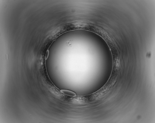 X0000099560567200805161455