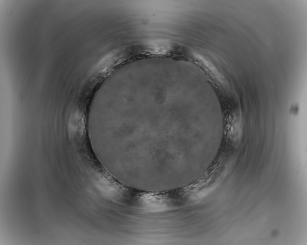 X0000099560568200805161455