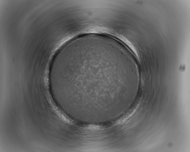 X0000099560581200805161455