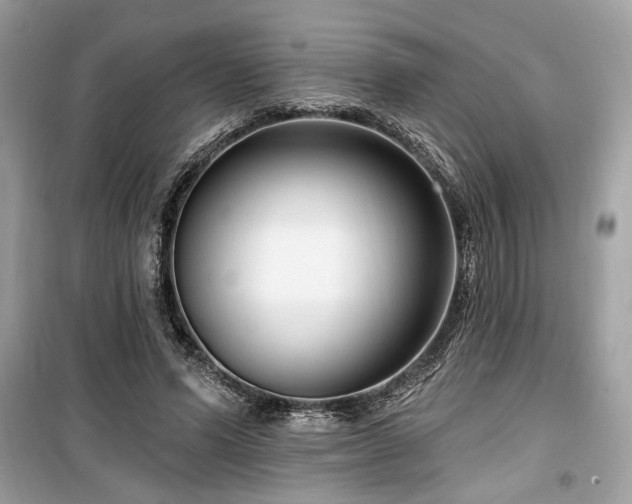 X0000099560591200805161455