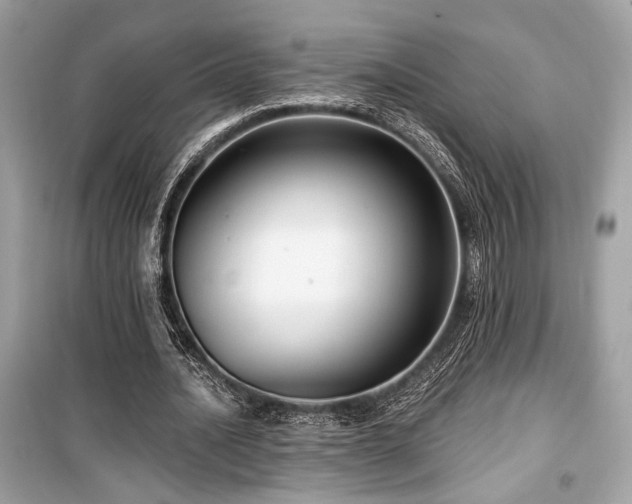 X0000099560628200805161453