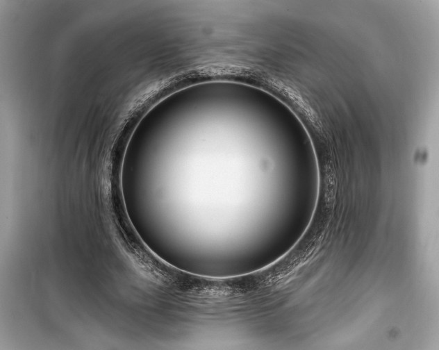 X0000099560631200805161453