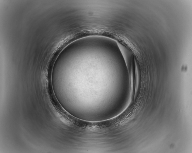 X0000099560634200805161453