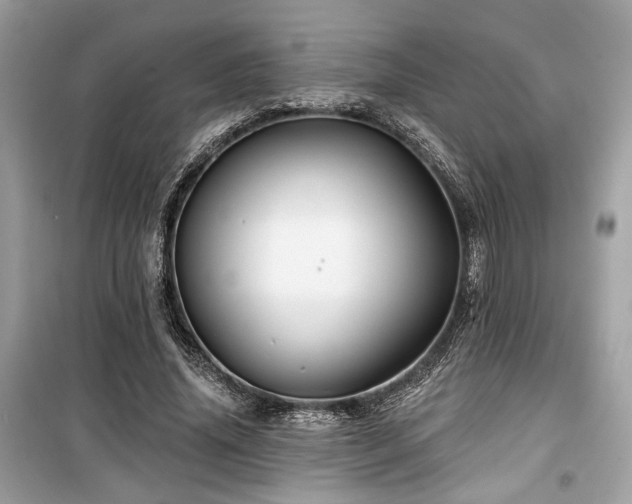 X0000099560636200805161453