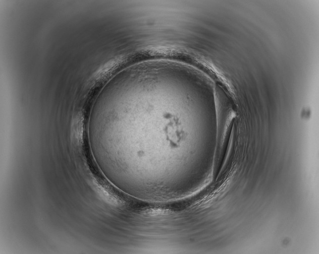 X0000099560637200805161453