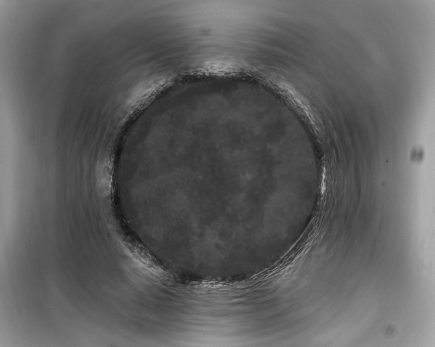 X0000099560640200805161453