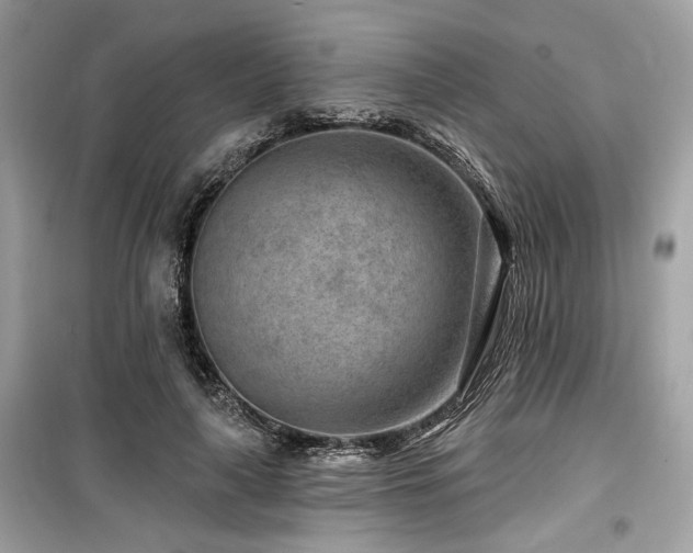 X0000099560643200805161454