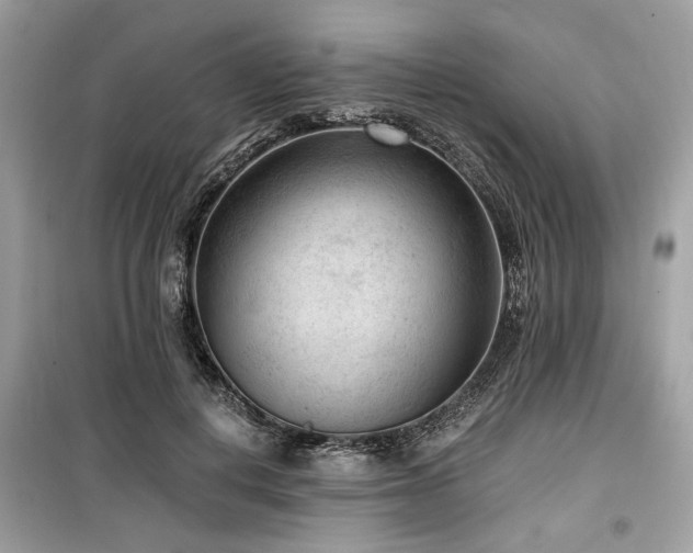 X0000099560648200805161454