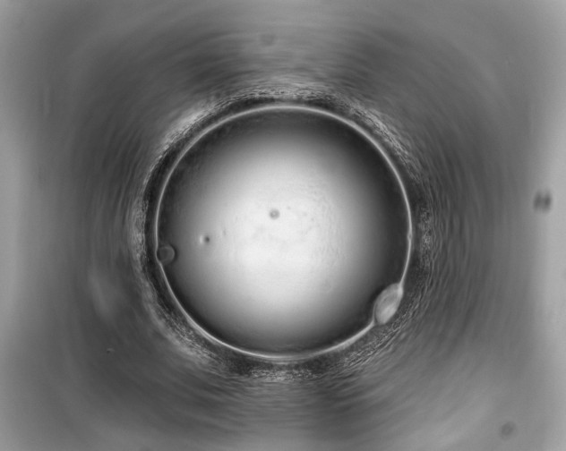 X0000099560679200805161453