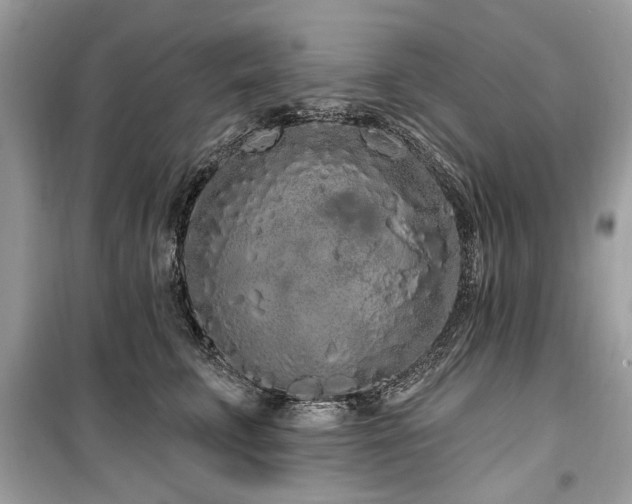 X0000099560711200805161453