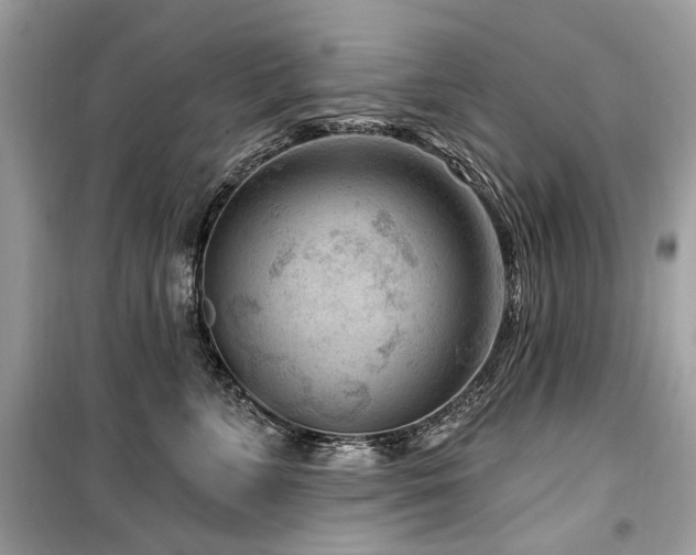 X0000099560715200805161452