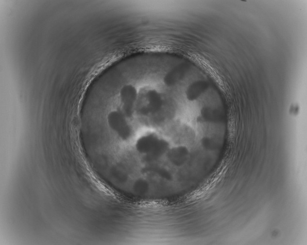 X0000099560721200805161452