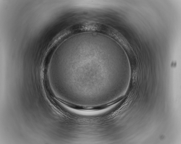 X0000099560722200805161452