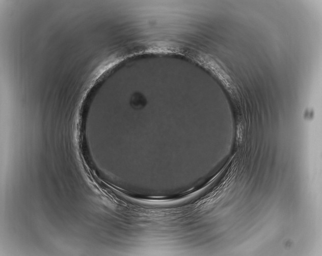 X0000099560724200805161452